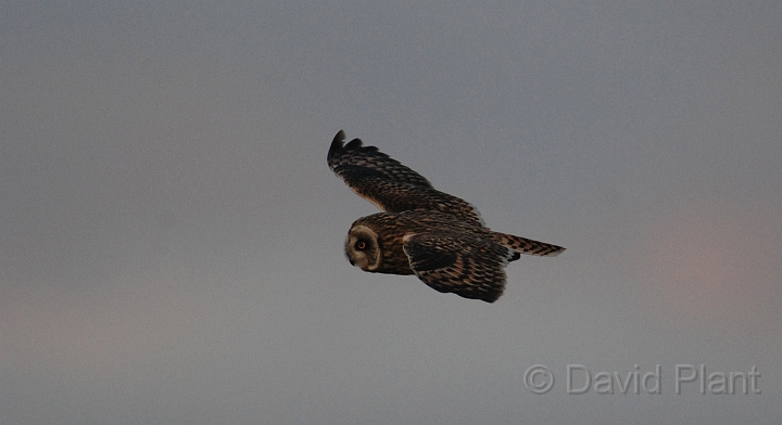 Short-eared owl - I.JPG - Short-eared owl - Gloucestershire